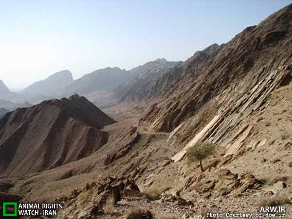 بافق