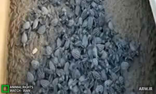 نابودی تخم لاک پشت