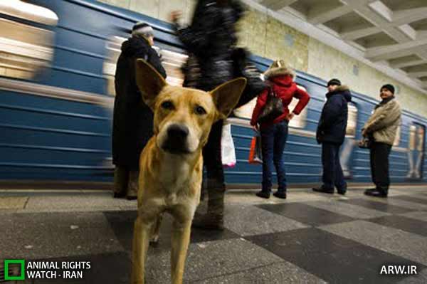 Animal-Rights-Watch-ARW-4391