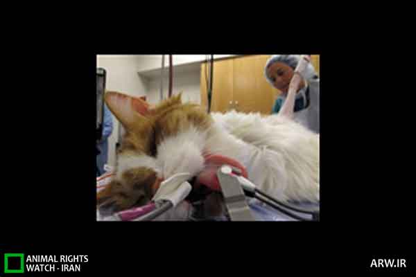 Animal-Rights-Watch-ARW-4401