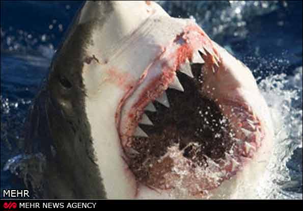 Animal-Rights-Watch-ARW-4448