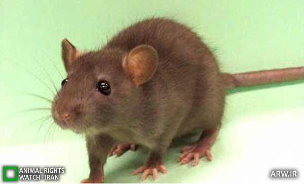 Animal-Rights-Watch-ARW-4515