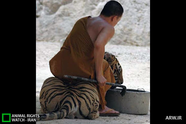 Animal-Rights-Watch-ARW-4629 معبد ببر