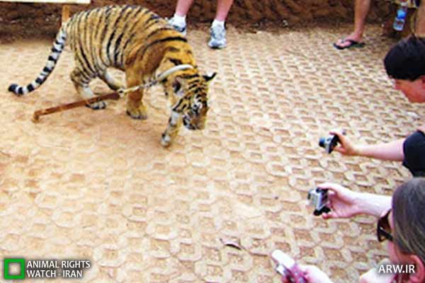Animal-Rights-Watch-ARW-4630 معبد ببر
