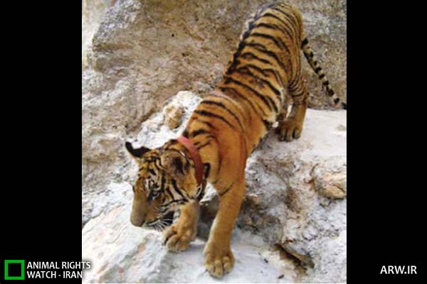 Animal-Rights-Watch-ARW-4634 معبد ببر
