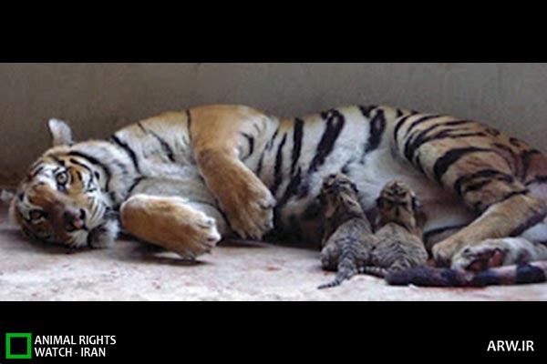Animal-Rights-Watch-ARW-4635 معبد ببر