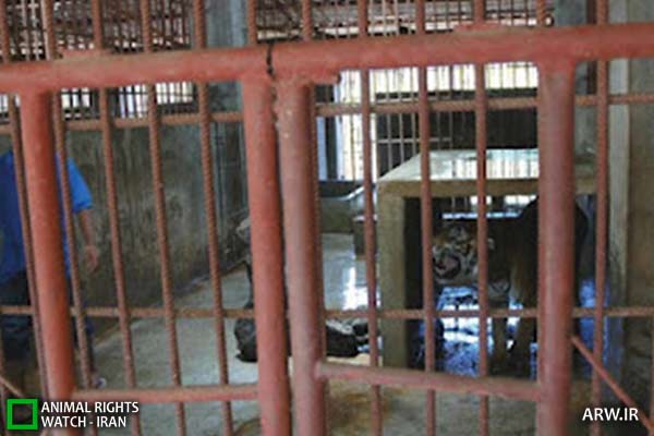 Animal-Rights-Watch-ARW-4636 معبد ببر
