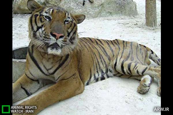 Animal-Rights-Watch-ARW-4637 معبد ببر