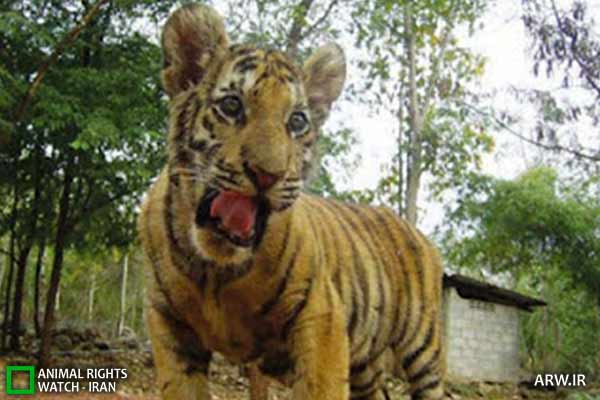 Animal-Rights-Watch-ARW-4639 معبد ببر