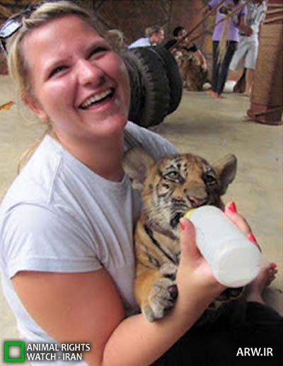 Animal-Rights-Watch-ARW-4640 معبد ببر