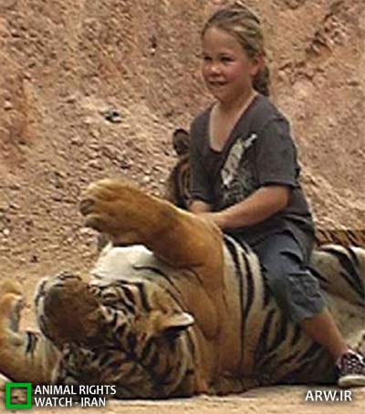 Animal-Rights-Watch-ARW-4641 معبد ببر
