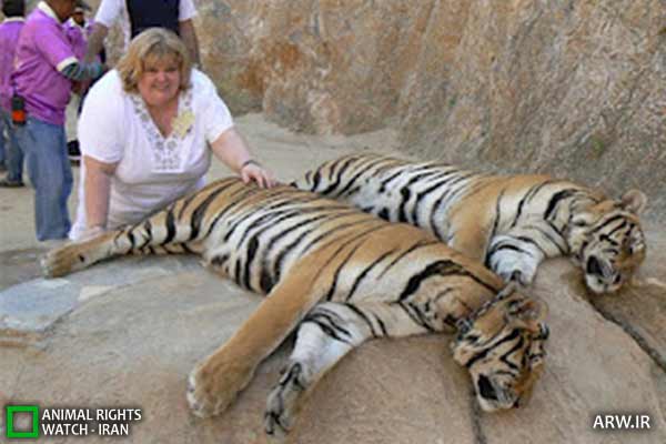 Animal-Rights-Watch-ARW-4642 معبد ببر