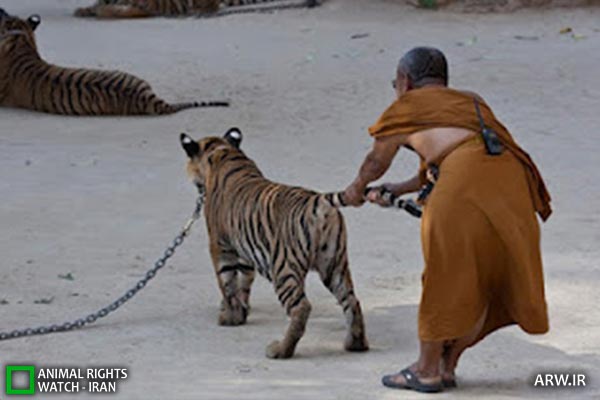 Animal-Rights-Watch-ARW-4644 معبد ببر