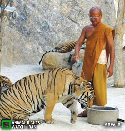 Animal-Rights-Watch-ARW-4645 معبد ببر