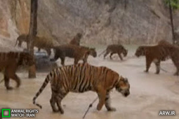 Animal-Rights-Watch-ARW-4647 معبد ببر