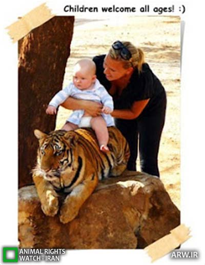 Animal-Rights-Watch-ARW-4648 معبد ببر