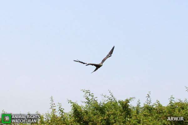 http://arw.ir/wp-content/uploads/2012/08/Animal-Rights-Watch-ARW-4992.jpg