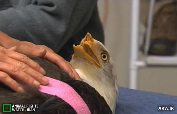 Animal-Rights-Watch--ARW-1-738