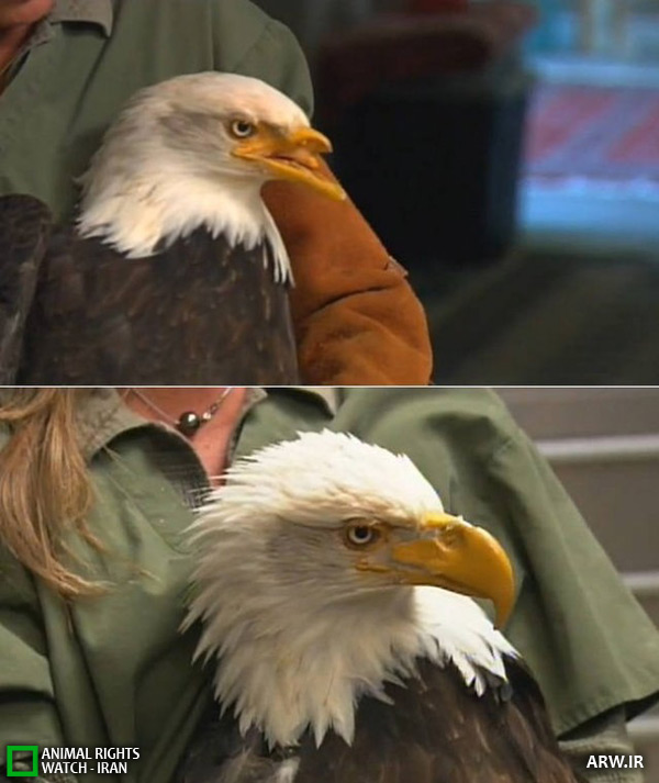 Animal-Rights-Watch--ARW-1-740