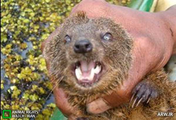 Animal-Rights-Watch--ARW-1-763
