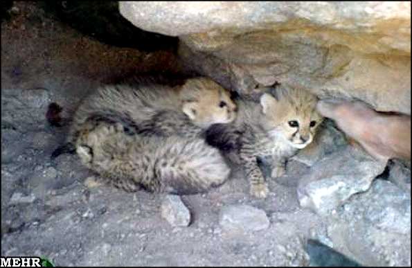 Animal-Rights-Watch-ARW-4825