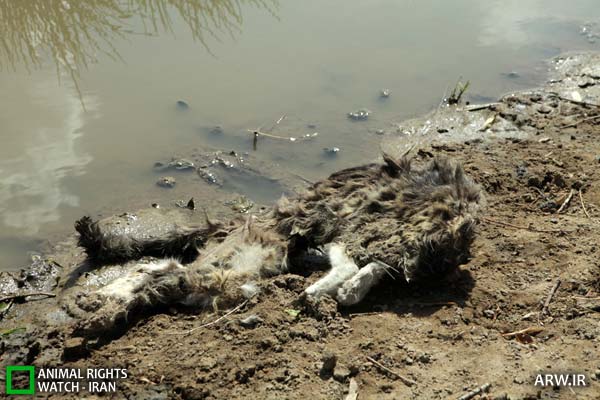 http://arw.ir/wp-content/uploads/2012/09/Animal-Rights-Watch-ARW-4875.jpg