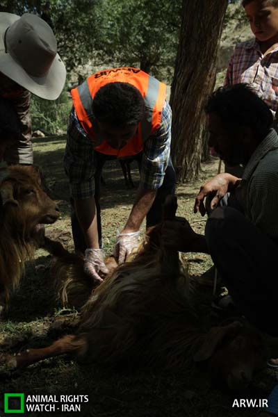 http://arw.ir/wp-content/uploads/2012/09/Animal-Rights-Watch-ARW-4882.jpg