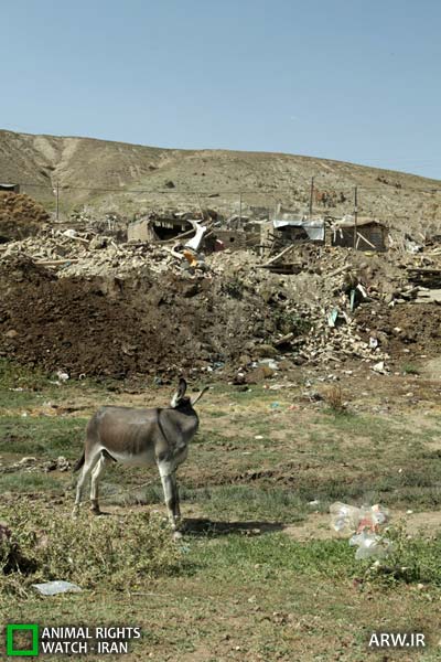 http://arw.ir/wp-content/uploads/2012/09/Animal-Rights-Watch-ARW-4888.jpg