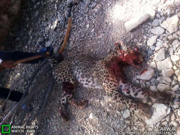 Animal-Rights-Watch--ARW-1-925