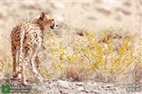 Animal-Rights-Watch--ARW-1-963