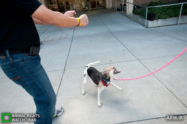 http://arw.ir/wp-content/uploads/2012/10/Animal-Rights-Watch-ARW-5066.jpg