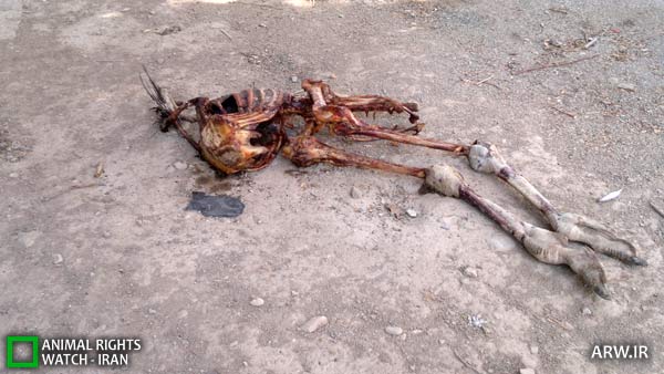http://arw.ir/wp-content/uploads/2012/10/Animal-Rights-Watch-ARW-5097.jpg