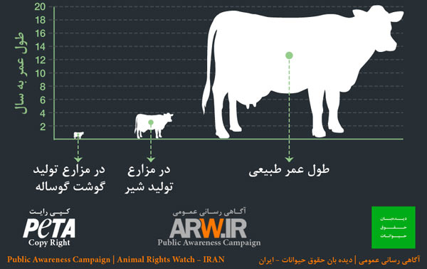 حقایق زندگی یک گاو شیری