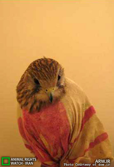 http://arw.ir/wp-content/uploads/2012/10/Animal-Rights-Watch-ARW-5200.jpg