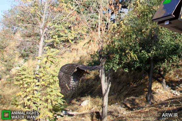 رهاسازی http://arw.ir/wp-content/uploads/2012/10/Animal-Rights-Watch-ARW-5209.jpg