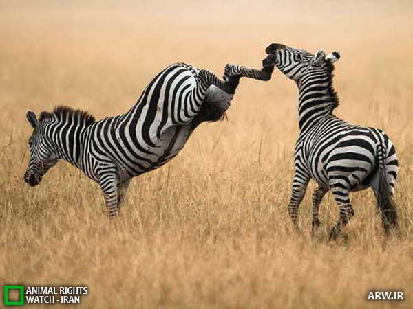 Animal-Rights-Watch--ARW-1-1002