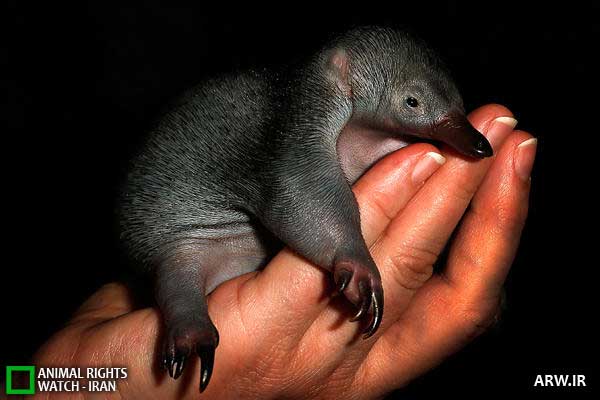 Animal-Rights-Watch-ARW-05-21