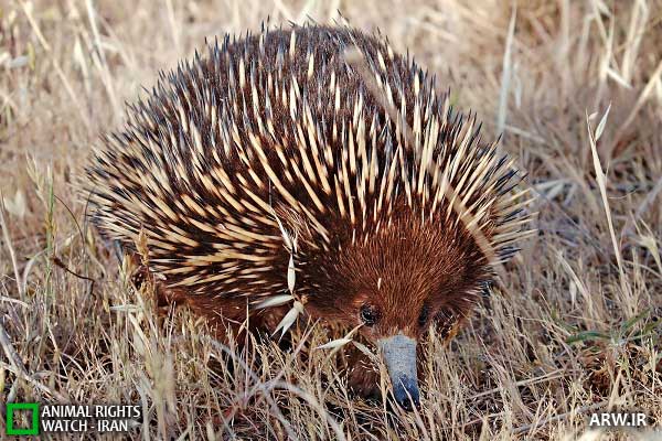 Animal-Rights-Watch-ARW-05-22