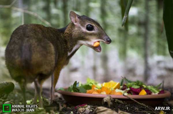 Animal-Rights-Watch-ARW-05-24