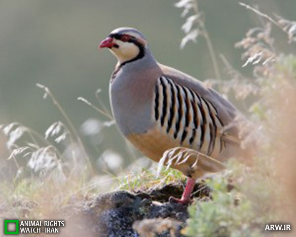 Animal-Rights-Watch--ARW-1-1099