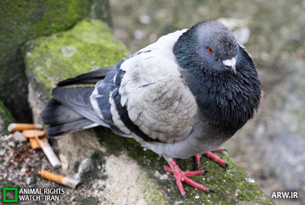 Animal-Rights-Watch--ARW-1-1100