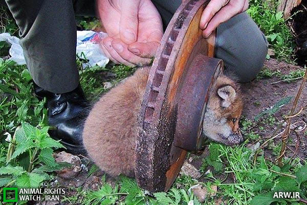 Animal-Rights-Watch--ARW-1-1102