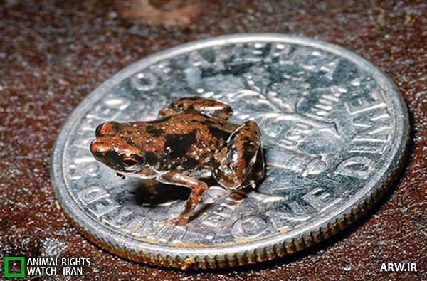 Animal-Rights-Watch--ARW-1-1104