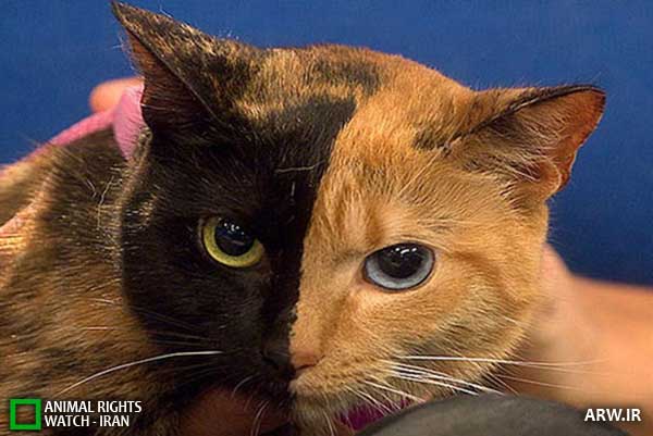Animal-Rights-Watch--ARW-1-1106