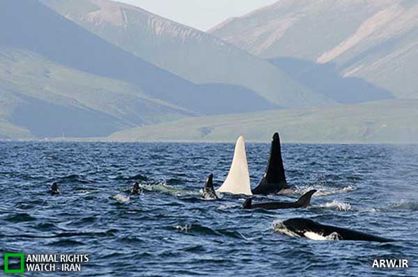 Animal-Rights-Watch--ARW-1-1107