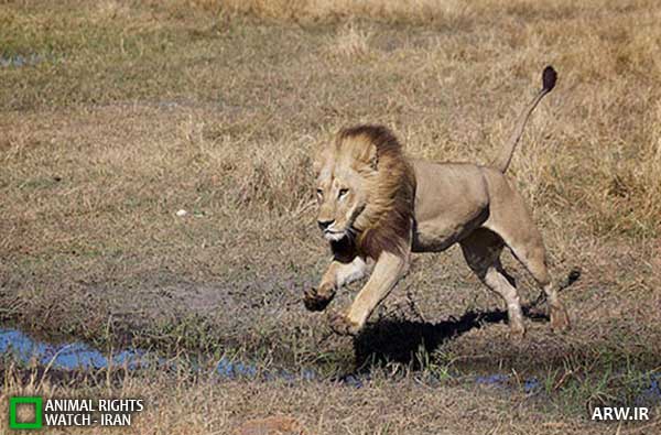 Animal-Rights-Watch--ARW-1-1109