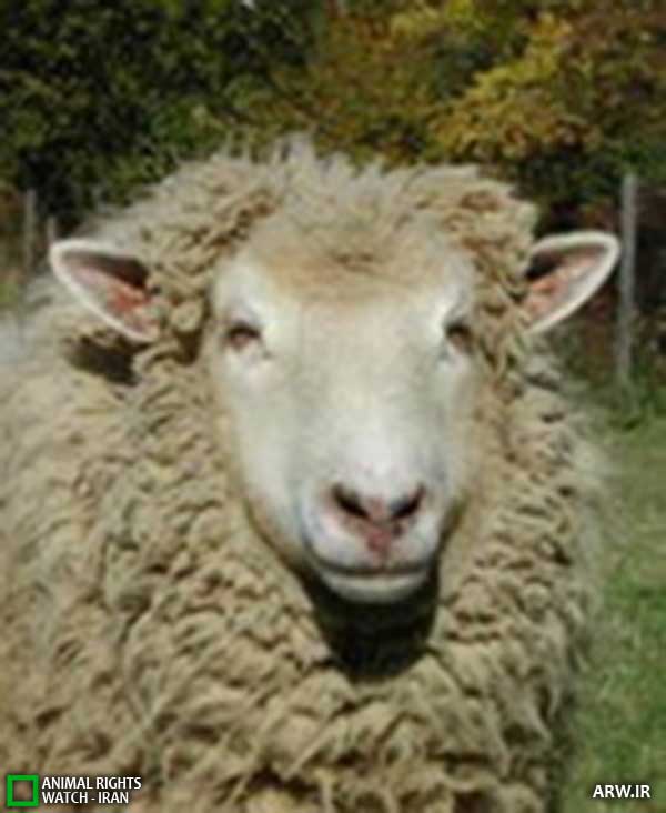 Animal-Rights-Watch--ARW-1-1114