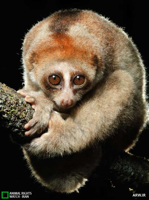 Animal-Rights-Watch--ARW-1-1115