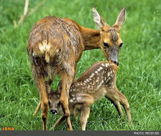 Animal-Rights-Watch--ARW-1-1127