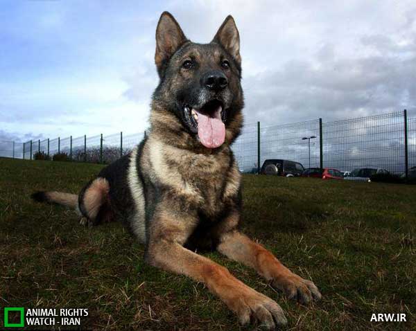 Animal-Rights-Watch--ARW-1-1131